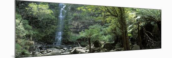 Rainforest, South Australia, Australia-Peter Adams-Mounted Photographic Print