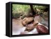 Rainforest Stream, Bako National Park, Borneo, Malaysia-Art Wolfe-Framed Stretched Canvas