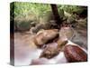 Rainforest Stream, Bako National Park, Borneo, Malaysia-Art Wolfe-Stretched Canvas