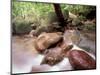 Rainforest Stream, Bako National Park, Borneo, Malaysia-Art Wolfe-Mounted Photographic Print