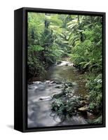 Rainforest Tree Fern and Stream, Uganda-Gavriel Jecan-Framed Stretched Canvas