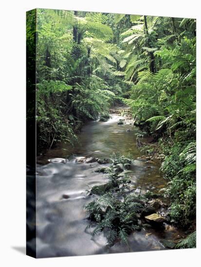 Rainforest Tree Fern and Stream, Uganda-Gavriel Jecan-Stretched Canvas