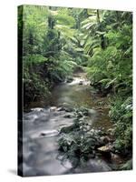 Rainforest Tree Fern and Stream, Uganda-Gavriel Jecan-Stretched Canvas