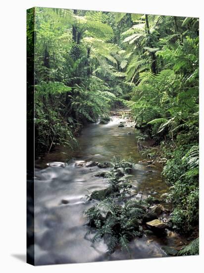 Rainforest Tree Fern and Stream, Uganda-Gavriel Jecan-Stretched Canvas