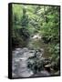 Rainforest Tree Fern and Stream, Uganda-Gavriel Jecan-Framed Stretched Canvas