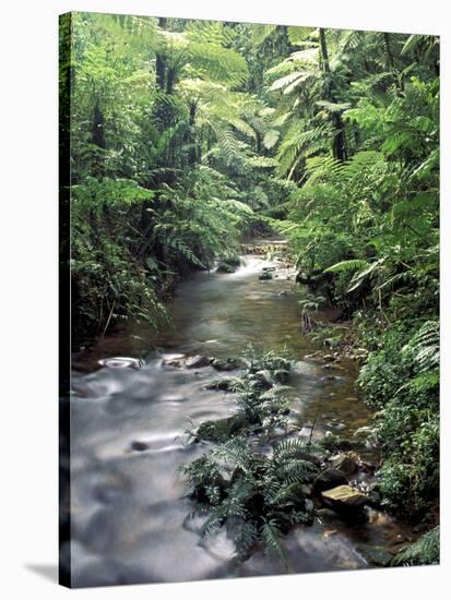 Rainforest Tree Fern and Stream, Uganda-Gavriel Jecan-Stretched Canvas