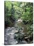 Rainforest Tree Fern and Stream, Uganda-Gavriel Jecan-Stretched Canvas