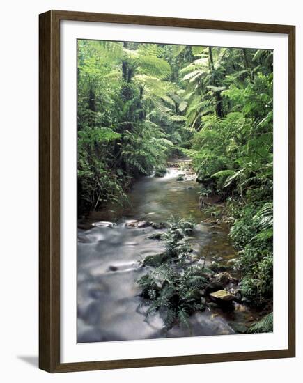 Rainforest Tree Fern and Stream, Uganda-Gavriel Jecan-Framed Premium Photographic Print