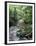 Rainforest Tree Fern and Stream, Uganda-Gavriel Jecan-Framed Premium Photographic Print