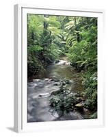 Rainforest Tree Fern and Stream, Uganda-Gavriel Jecan-Framed Premium Photographic Print