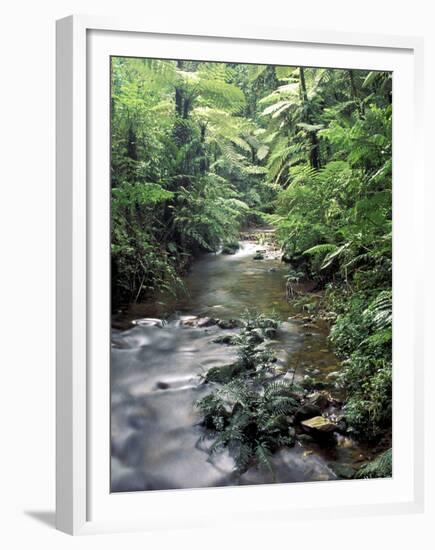 Rainforest Tree Fern and Stream, Uganda-Gavriel Jecan-Framed Premium Photographic Print