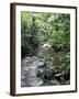 Rainforest Tree Fern and Stream, Uganda-Gavriel Jecan-Framed Premium Photographic Print