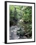 Rainforest Tree Fern and Stream, Uganda-Gavriel Jecan-Framed Premium Photographic Print