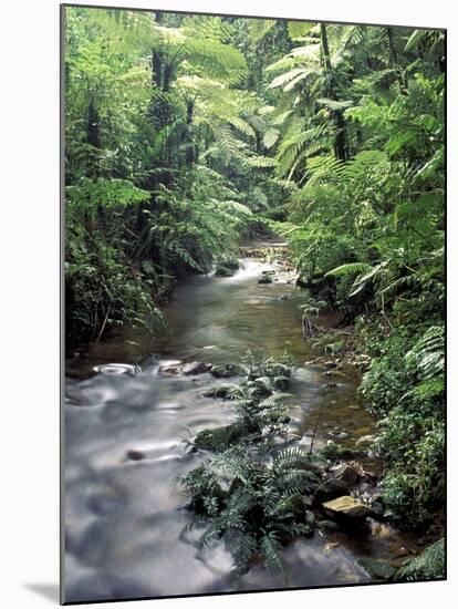 Rainforest Tree Fern and Stream, Uganda-Gavriel Jecan-Mounted Premium Photographic Print