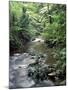 Rainforest Tree Fern and Stream, Uganda-Gavriel Jecan-Mounted Premium Photographic Print