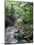 Rainforest Tree Fern and Stream, Uganda-Gavriel Jecan-Mounted Photographic Print