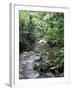 Rainforest Tree Fern and Stream, Uganda-Gavriel Jecan-Framed Photographic Print