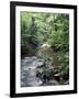 Rainforest Tree Fern and Stream, Uganda-Gavriel Jecan-Framed Photographic Print