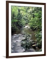 Rainforest Tree Fern and Stream, Uganda-Gavriel Jecan-Framed Photographic Print