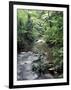 Rainforest Tree Fern and Stream, Uganda-Gavriel Jecan-Framed Photographic Print