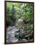 Rainforest Tree Fern and Stream, Uganda-Gavriel Jecan-Framed Photographic Print