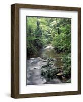 Rainforest Tree Fern and Stream, Uganda-Gavriel Jecan-Framed Photographic Print