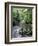 Rainforest Tree Fern and Stream, Uganda-Gavriel Jecan-Framed Photographic Print