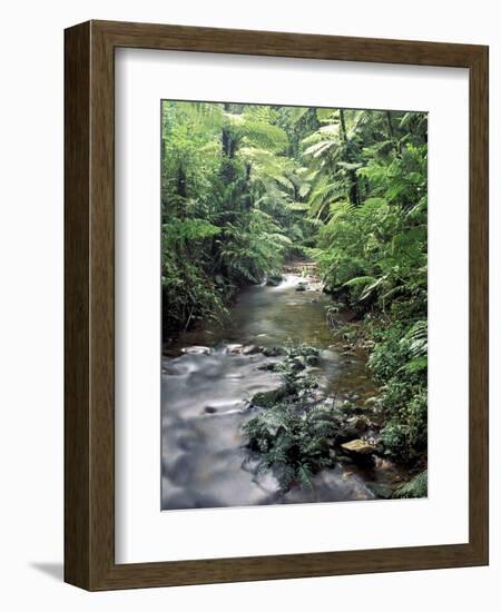 Rainforest Tree Fern and Stream, Uganda-Gavriel Jecan-Framed Photographic Print