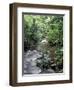 Rainforest Tree Fern and Stream, Uganda-Gavriel Jecan-Framed Photographic Print