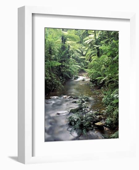 Rainforest Tree Fern and Stream, Uganda-Gavriel Jecan-Framed Photographic Print