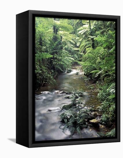 Rainforest Tree Fern and Stream, Uganda-Gavriel Jecan-Framed Stretched Canvas