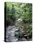 Rainforest Tree Fern and Stream, Uganda-Gavriel Jecan-Stretched Canvas