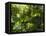 Rainforest Vegetation, Hanging Bridges Walk, Arenal, Costa Rica, Central America-R H Productions-Framed Stretched Canvas