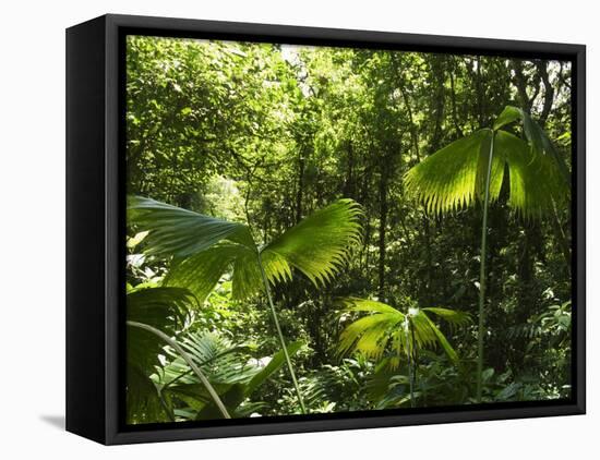 Rainforest Vegetation, Hanging Bridges Walk, Arenal, Costa Rica, Central America-R H Productions-Framed Stretched Canvas