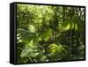 Rainforest Vegetation, Hanging Bridges Walk, Arenal, Costa Rica, Central America-R H Productions-Framed Stretched Canvas