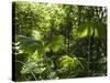 Rainforest Vegetation, Hanging Bridges Walk, Arenal, Costa Rica, Central America-R H Productions-Stretched Canvas