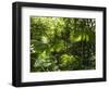 Rainforest Vegetation, Hanging Bridges Walk, Arenal, Costa Rica, Central America-R H Productions-Framed Photographic Print