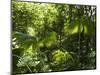 Rainforest Vegetation, Hanging Bridges Walk, Arenal, Costa Rica, Central America-R H Productions-Mounted Photographic Print