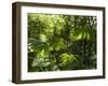 Rainforest Vegetation, Hanging Bridges Walk, Arenal, Costa Rica, Central America-R H Productions-Framed Photographic Print