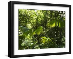 Rainforest Vegetation, Hanging Bridges Walk, Arenal, Costa Rica, Central America-R H Productions-Framed Photographic Print