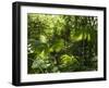 Rainforest Vegetation, Hanging Bridges Walk, Arenal, Costa Rica, Central America-R H Productions-Framed Photographic Print