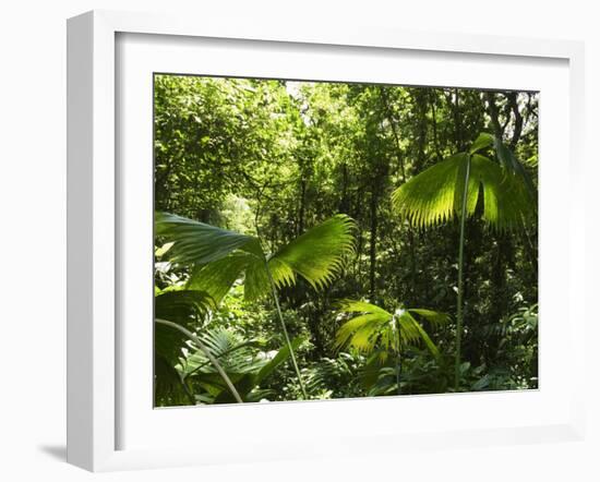 Rainforest Vegetation, Hanging Bridges Walk, Arenal, Costa Rica, Central America-R H Productions-Framed Photographic Print