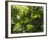 Rainforest Vegetation, Hanging Bridges Walk, Arenal, Costa Rica, Central America-R H Productions-Framed Photographic Print