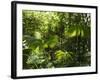 Rainforest Vegetation, Hanging Bridges Walk, Arenal, Costa Rica, Central America-R H Productions-Framed Photographic Print