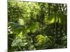 Rainforest Vegetation, Hanging Bridges Walk, Arenal, Costa Rica, Central America-R H Productions-Mounted Photographic Print