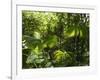 Rainforest Vegetation, Hanging Bridges Walk, Arenal, Costa Rica, Central America-R H Productions-Framed Photographic Print