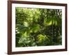 Rainforest Vegetation, Hanging Bridges Walk, Arenal, Costa Rica, Central America-R H Productions-Framed Photographic Print