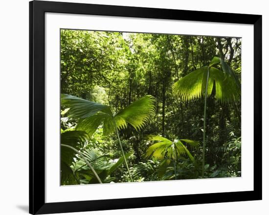 Rainforest Vegetation, Hanging Bridges Walk, Arenal, Costa Rica, Central America-R H Productions-Framed Photographic Print