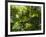 Rainforest Vegetation, Hanging Bridges Walk, Arenal, Costa Rica, Central America-R H Productions-Framed Photographic Print