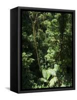 Rainforest Vegetation, Hanging Bridges Walk, Arenal, Costa Rica, Central America-R H Productions-Framed Stretched Canvas